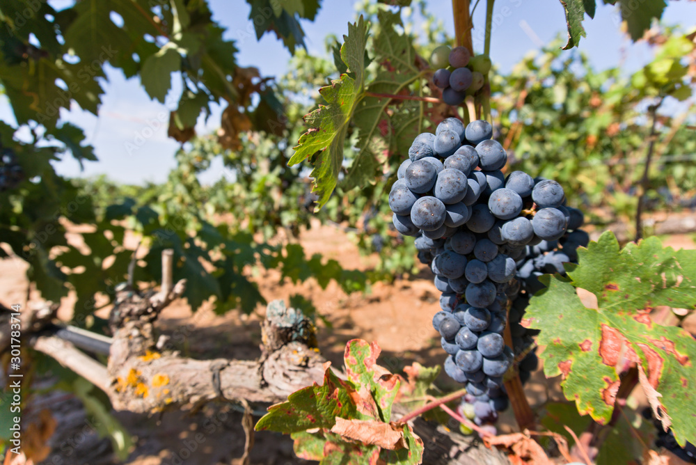 Fototapeta premium Ripe grapes with vine and leaves in sunny weather ready to harvest