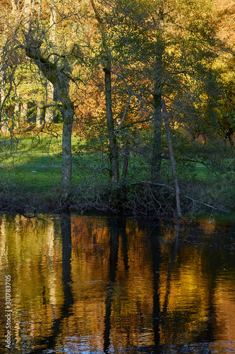 Autumn reflection golden colour
