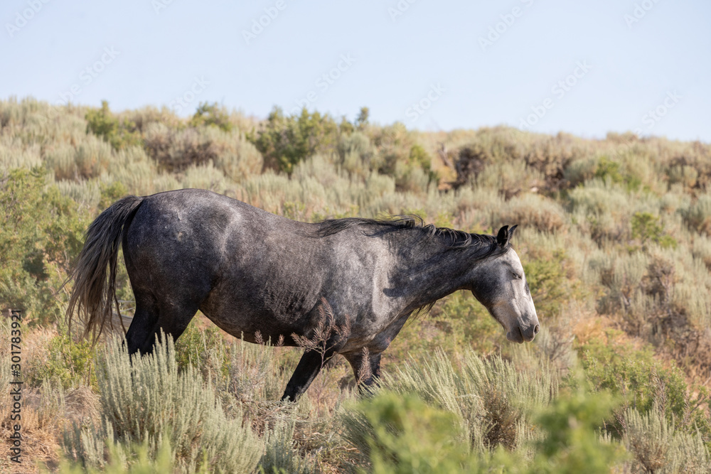 Fototapeta premium Beautiful Wild Horse in the Sand Wash Basin Colorado in Summer