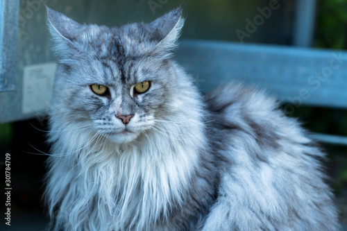 Portret kota rasy Maine coon o srebrno białej sierści i złotych oczach. photo