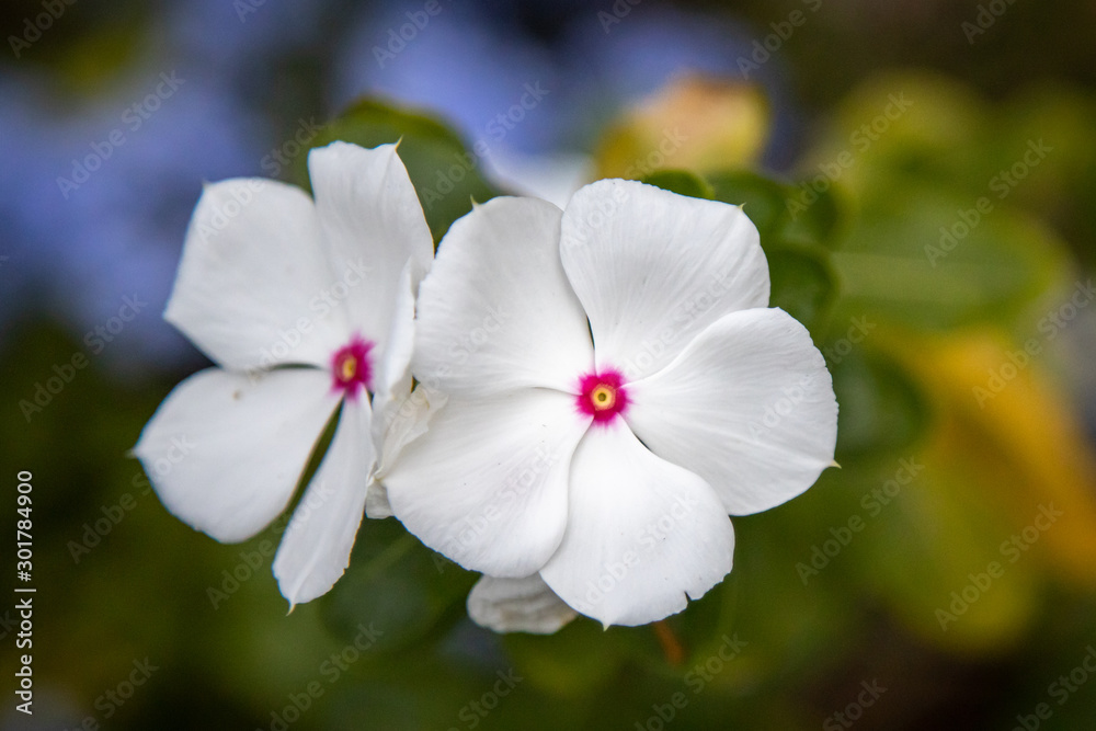 Fototapeta premium white flowers in garden