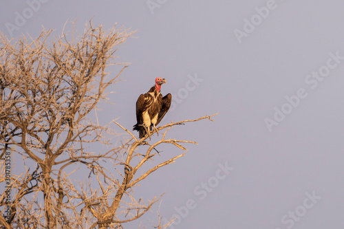 Lappetfaced vulture sitting on a tree at sunset in Namibia, Etosha National Park photo