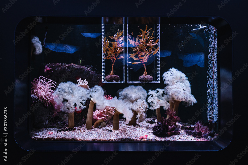 Coral in fish tank