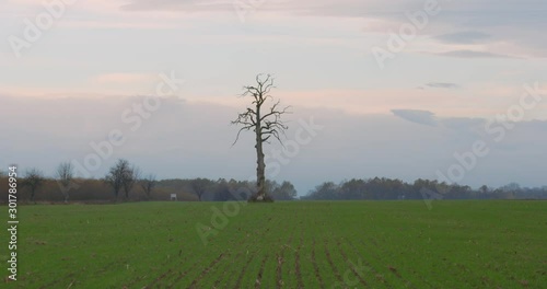 Lonely tree in the valley. Leafless tree in the middle of the green field. Symbol of loneliness. Death vs life concept.