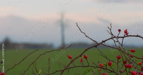 Lonely tree in the valley. Leafless tree in the middle of the green field. Symbol of loneliness. Death vs life concept.