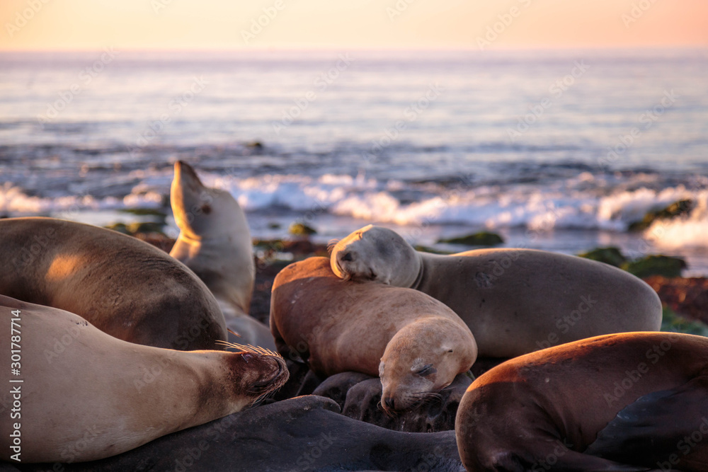Fototapeta premium Seals enjoying sunset