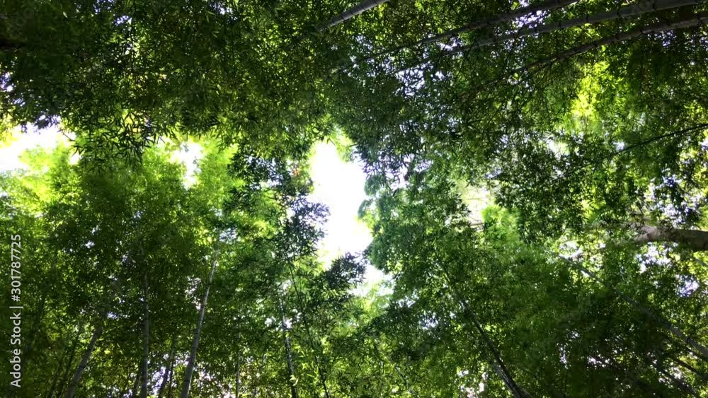 Kyoto, Japan at the Bamboo Forest in Arashiyama Kyoto, Japan at the Bamboo Forest in Arashiyama