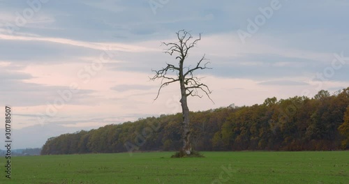Lonely tree in the valley. Leafless tree in the middle of the green field. Symbol of loneliness. Death vs life concept.