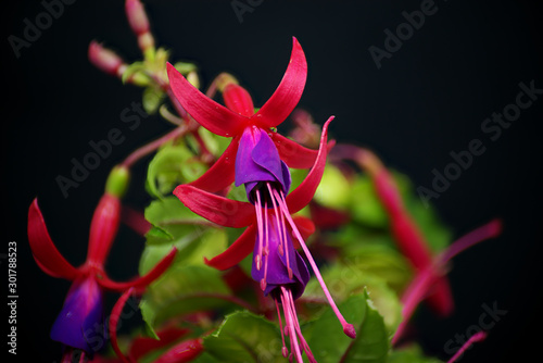 Slika na platnu Red and purple fuchsias close up