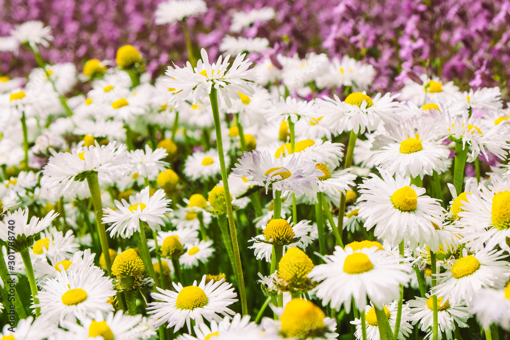 Obraz premium chamomile blossom flowers in garden. Spring beauty nature.
