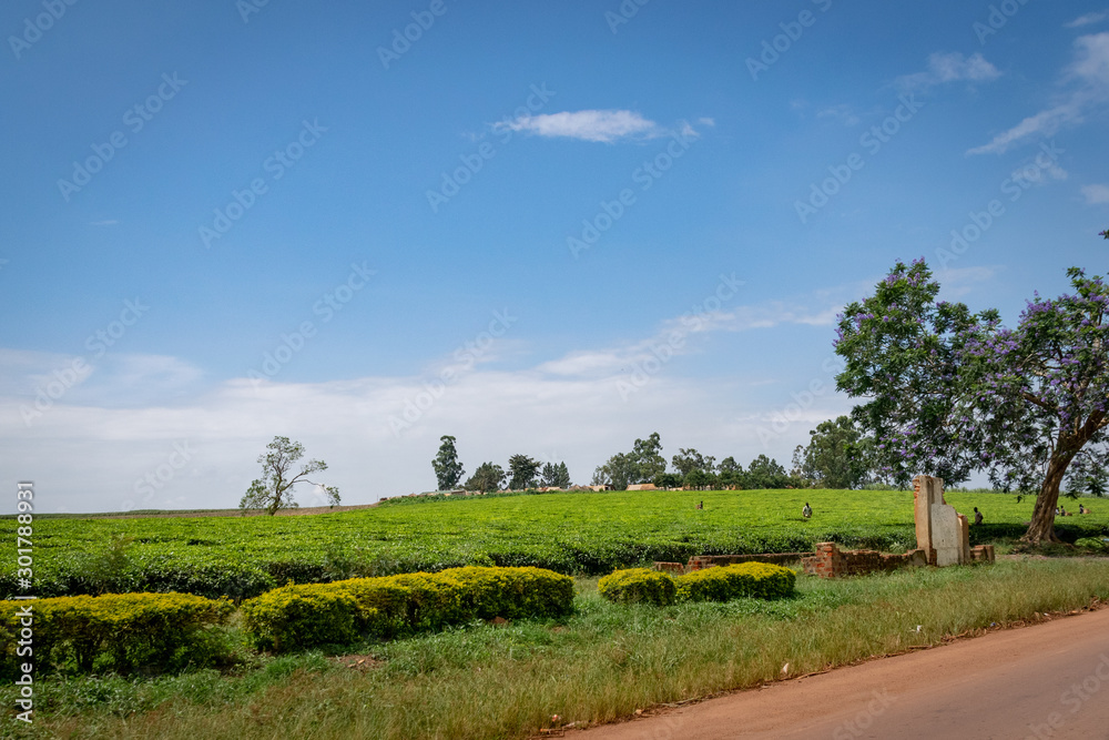 Picking tea in the fields of Uganda