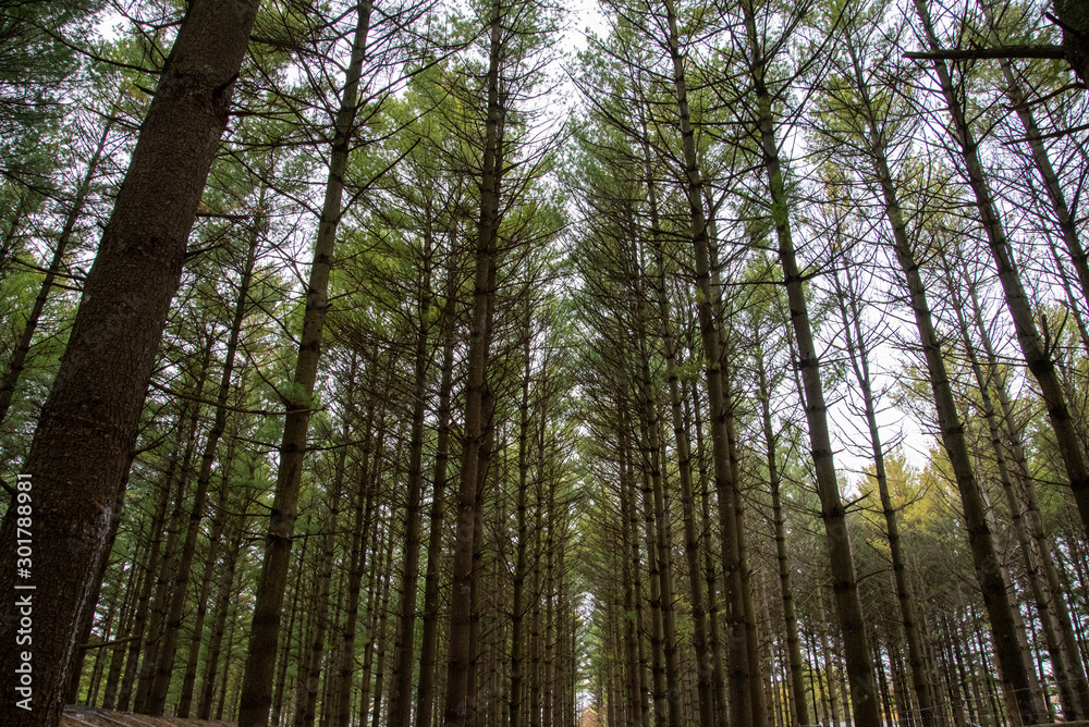 Pine Trees Pine Trees