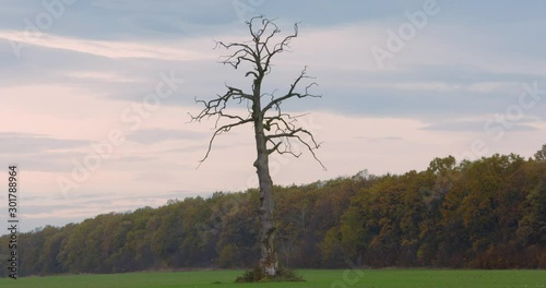 Lonely tree in the valley. Leafless tree in the middle of the green field. Symbol of loneliness. Death vs life concept.