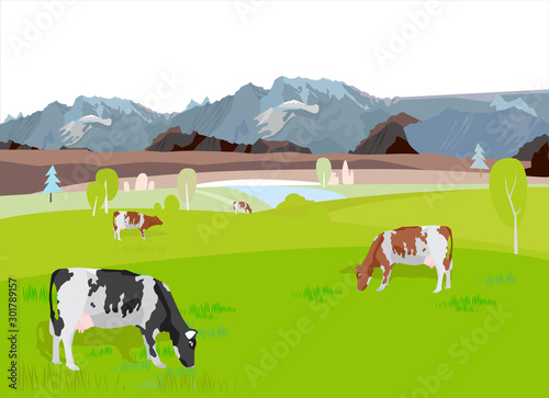 Cows graze in the meadow in the summer. Pasture with cows vector