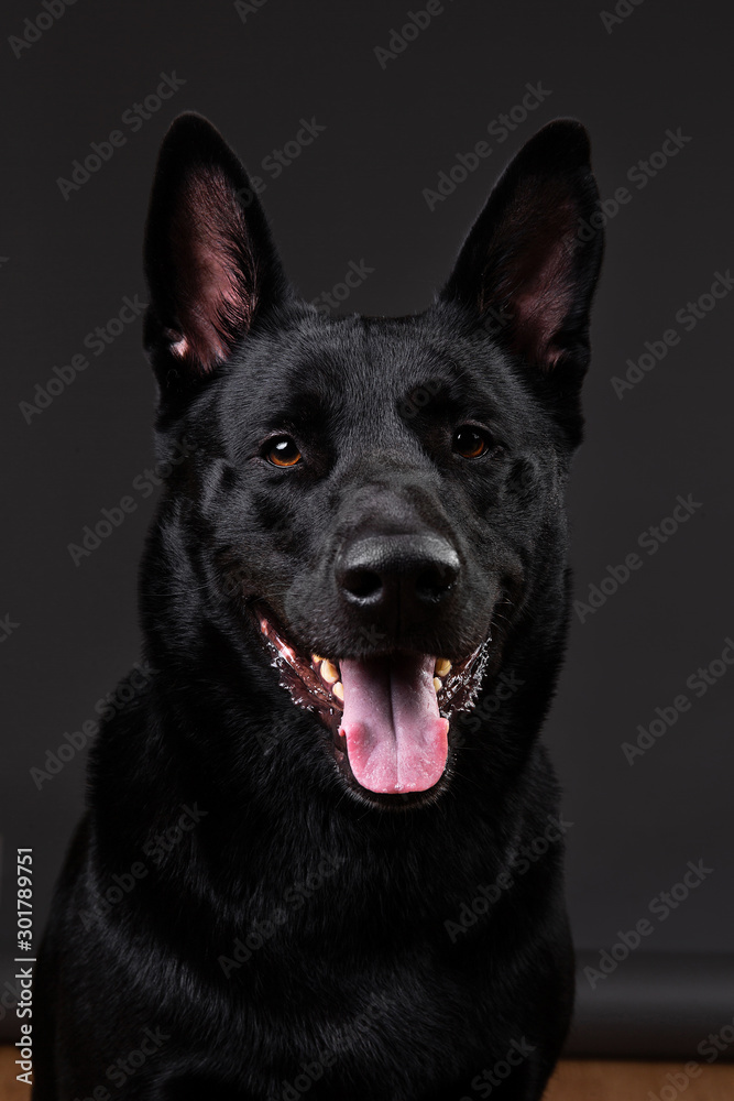 Tranquil smooth haired black dog at studio