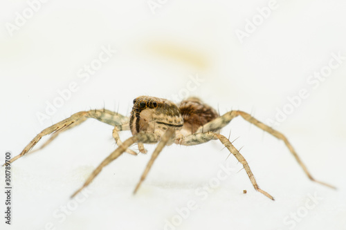 spider isolated macro close up on white background © Jeeranan