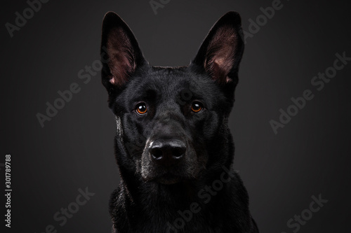 Tranquil smooth haired black dog at studio © Alexandr