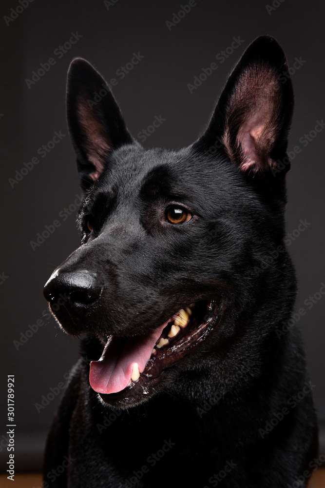Tranquil smooth haired black dog at studio Tranquil smooth haired black dog at studio