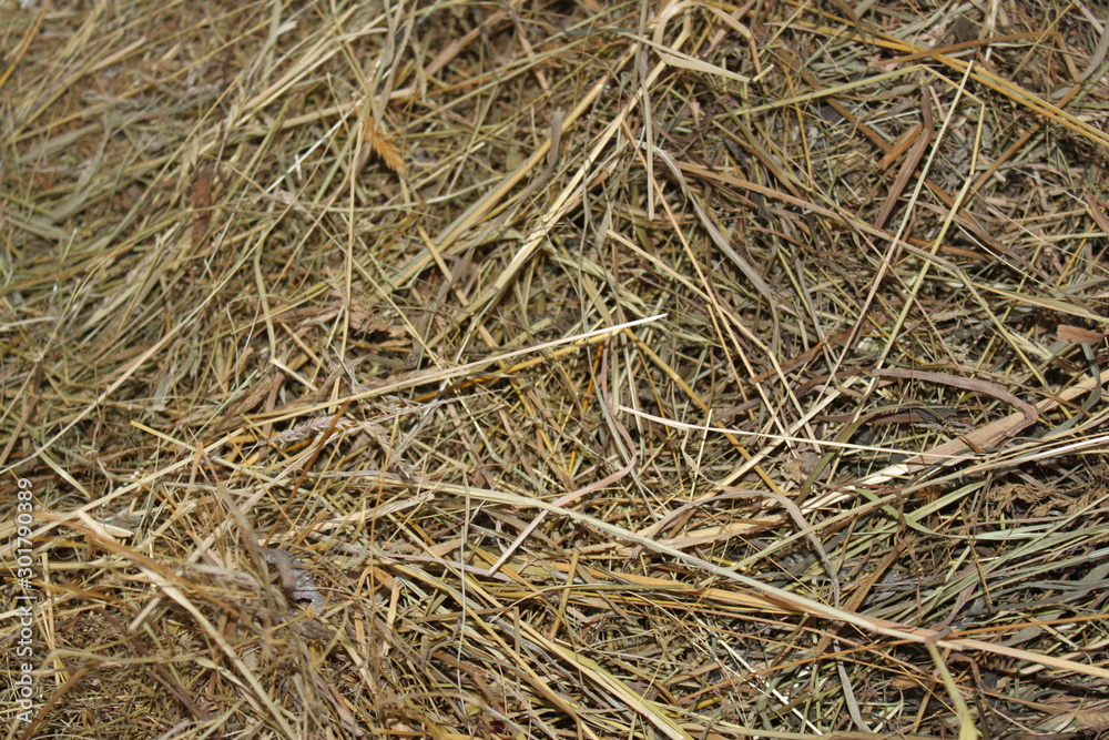Texture of dry grass, background, wallpaper Texture of dry grass, background, wallpaper