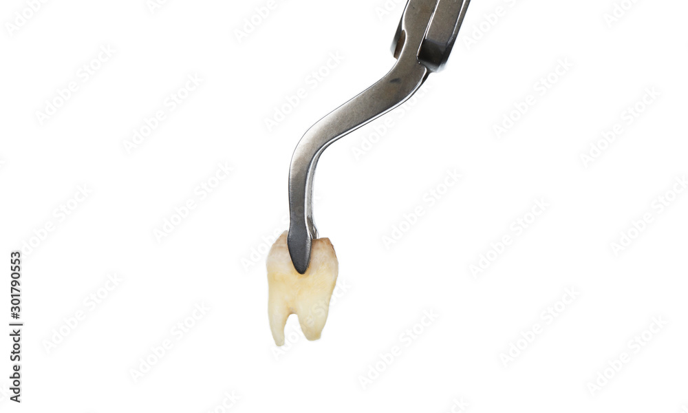 tooth in dental instrument, elevator for extraction