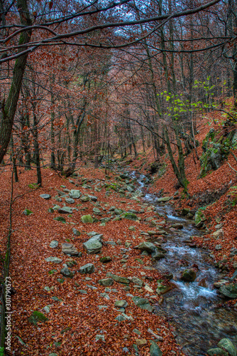 brook in the forest around which is beautifully colored leaves in autumn