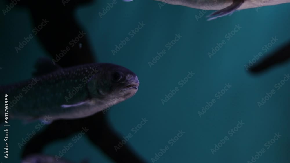 Gray little fish swims in place and opens its mouth. Blurred dark background. Copy space for text Gray little fish swims in place and opens its mouth. Blurred dark background. Copy space for text