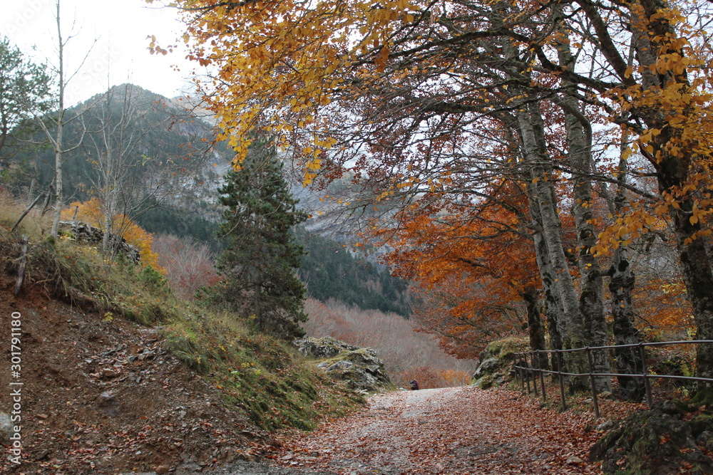 Obraz premium foret en automne