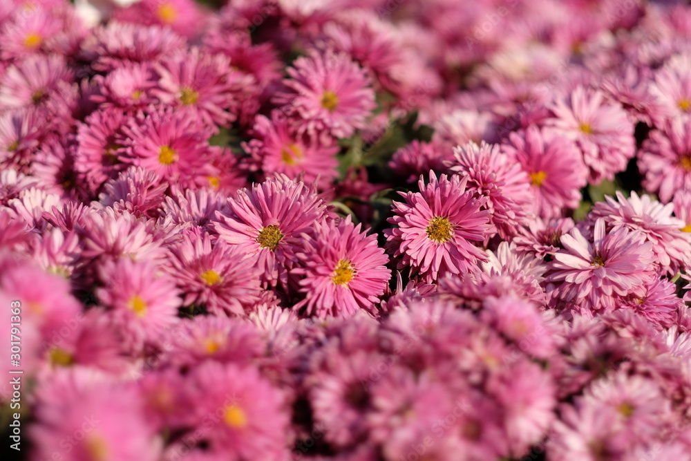 Obraz premium close up dense pink daisy flowers under sunlight. blur background