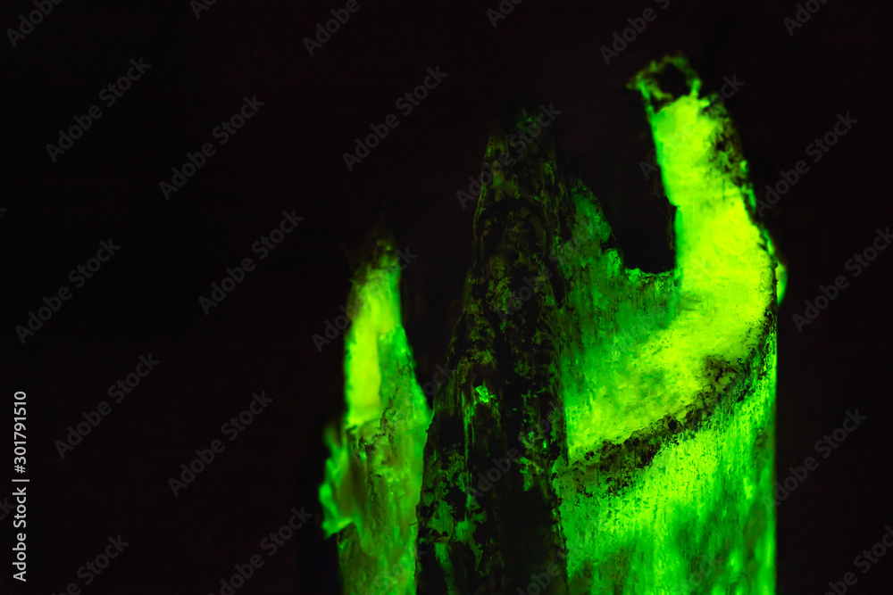 Bioluminescent wood glowing in the dark, rare unique background texture