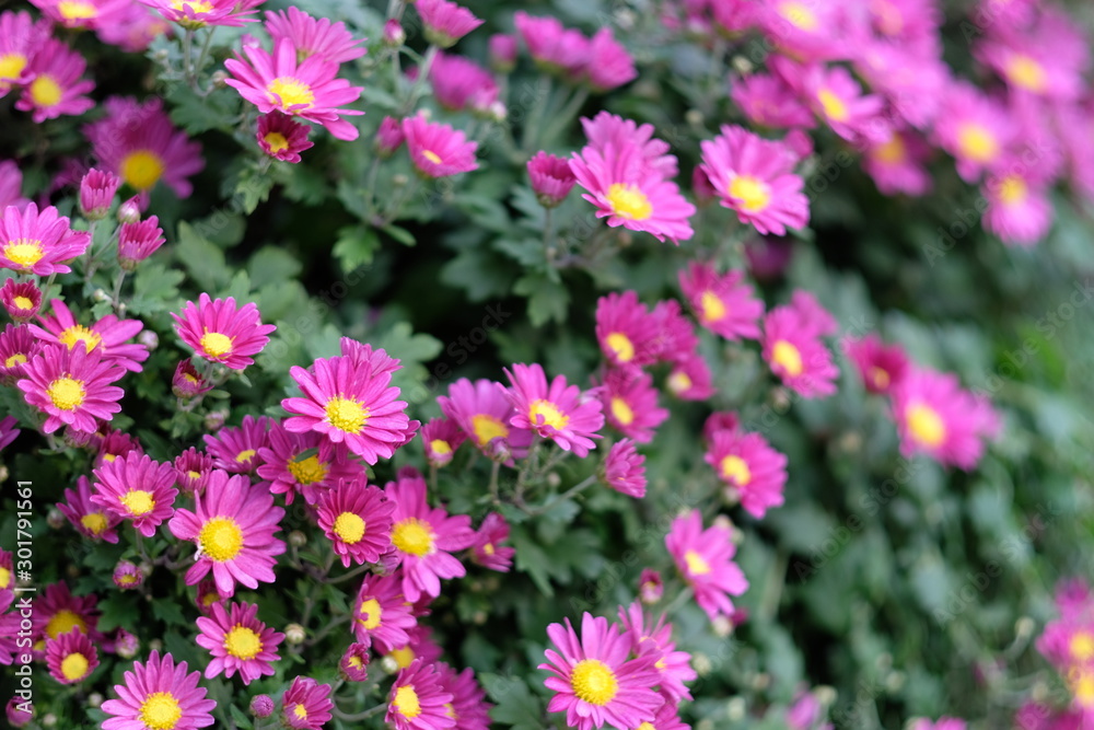 close up many purple daisy flowers. blur background