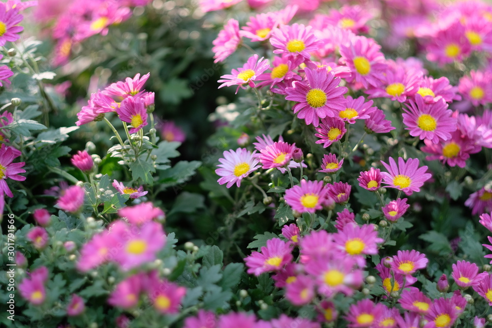 close up many purple daisy flowers under sunshine. blur background