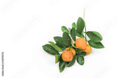 Fototapeta Naklejka Na Ścianę i Meble -  Cumquat or Kumquat fruit (Thai Fruit) with isolated on white background