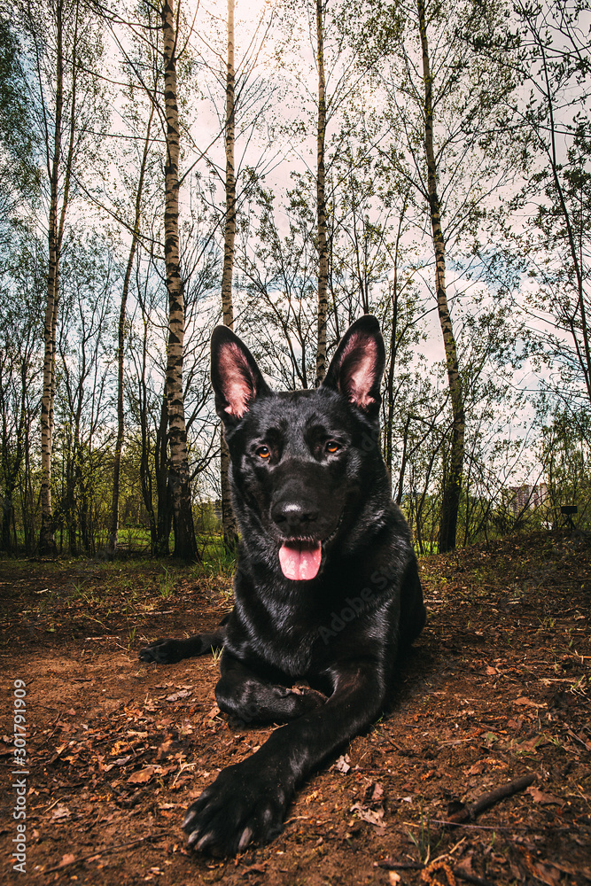 Adorable black Dutch Shepherd dog lying on forest meadow Adorable black Dutch Shepherd dog lying on forest meadow