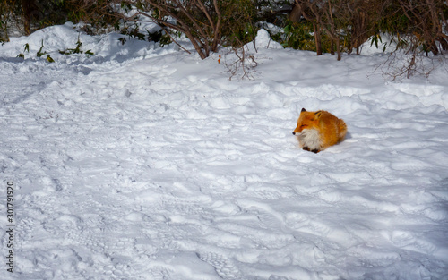 Obraz na plátně A red fox (Vulpes vulpes) is lay down on background of snow in winter of Noborib
