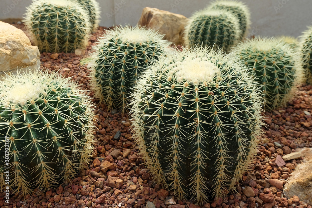 Golden Barrel Cactus planted on a small rock in an arid botanical garden Golden Barrel Cactus planted on a small rock in an arid botanical garden