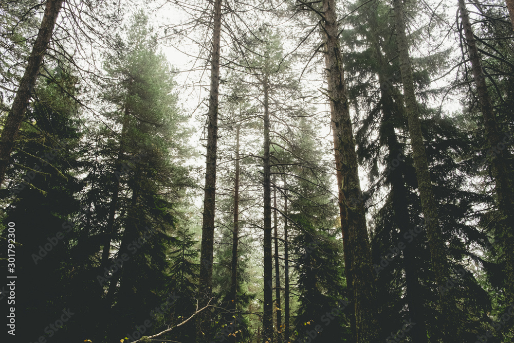 trees in forest trees in forest