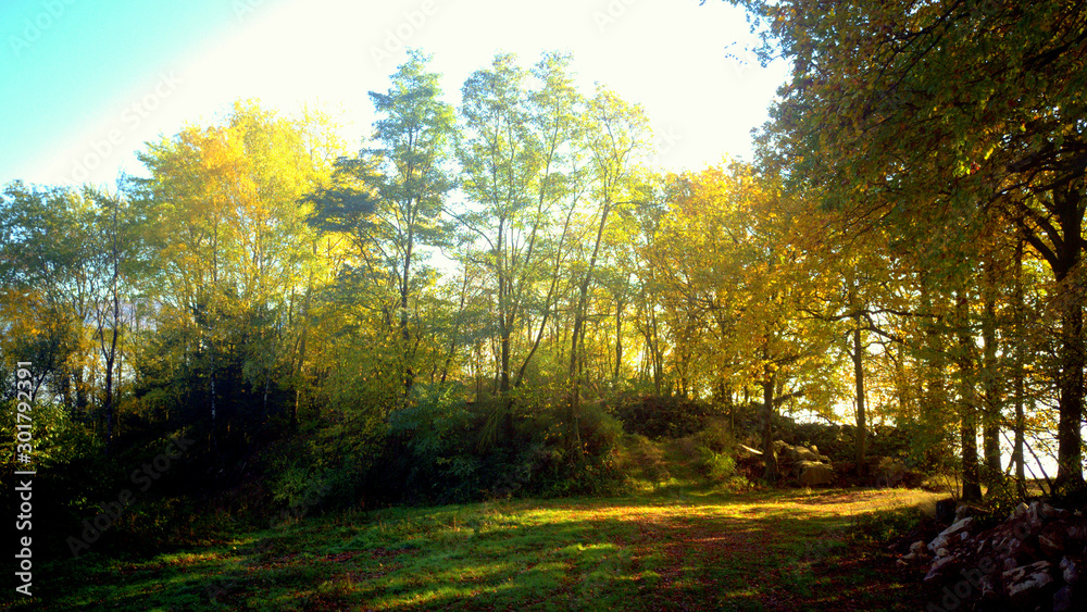 Obraz premium Herbst wald Bäume