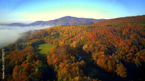 Herbst bäume Wald 