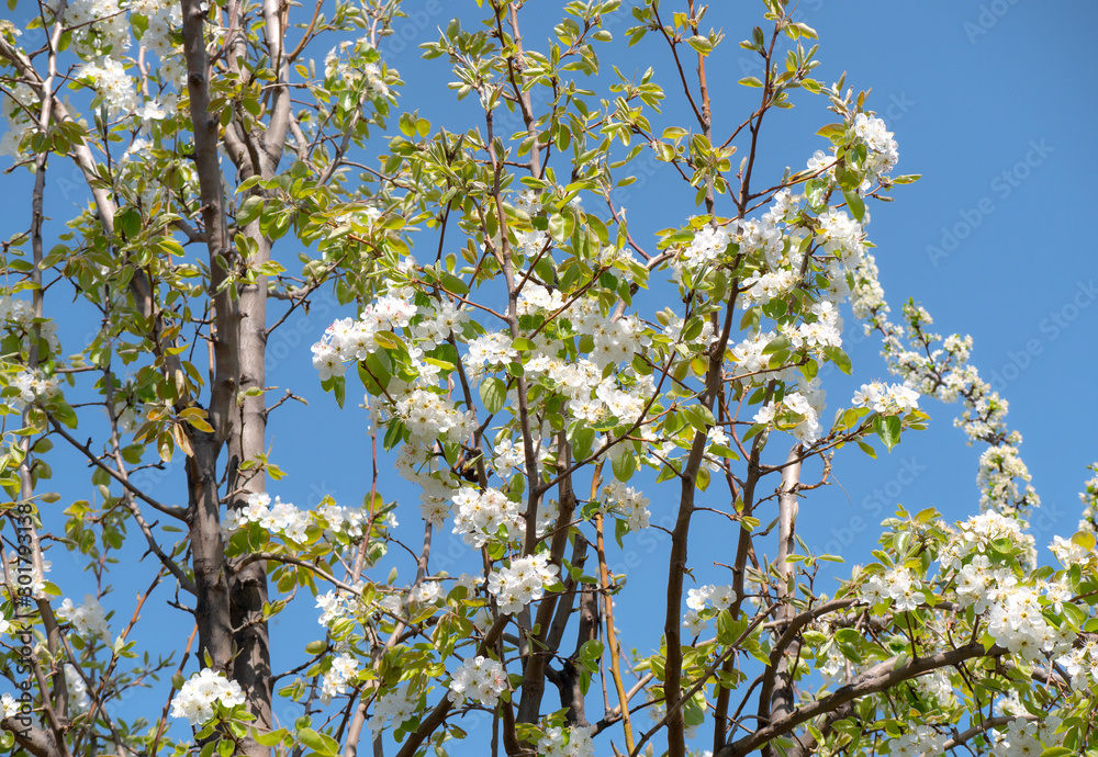Fototapeta premium beautify spring flowers on tree