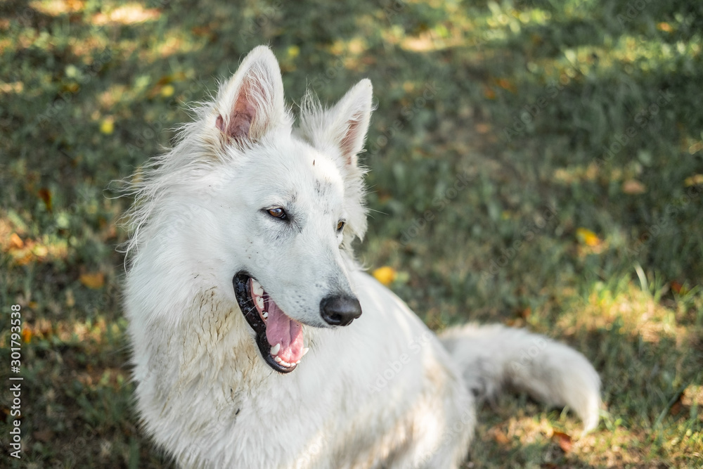 Happy smiling swiss shepherd Happy smiling swiss shepherd