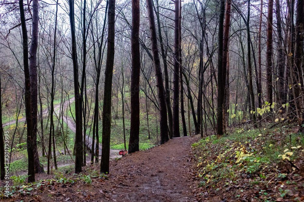 Obraz premium Orienteering track, direction sign in distance 