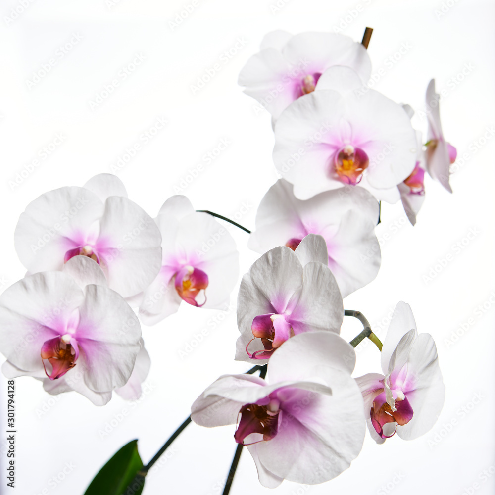 Orchid flower blossom isolated on the white background with copyspase for cards and design. Orchid flower blossom isolated on the white background with copyspase for cards and design.