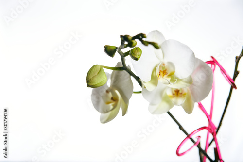 Orchid flower blossom isolated on the white background with copyspase for cards and design.