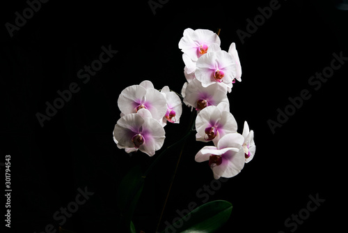 Orchid flower blossom isolated on the black background with copyspase for cards and design.