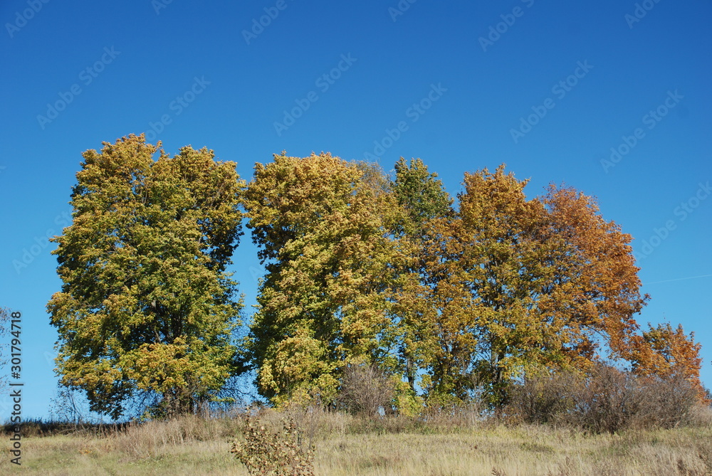 tree in autumn tree in autumn