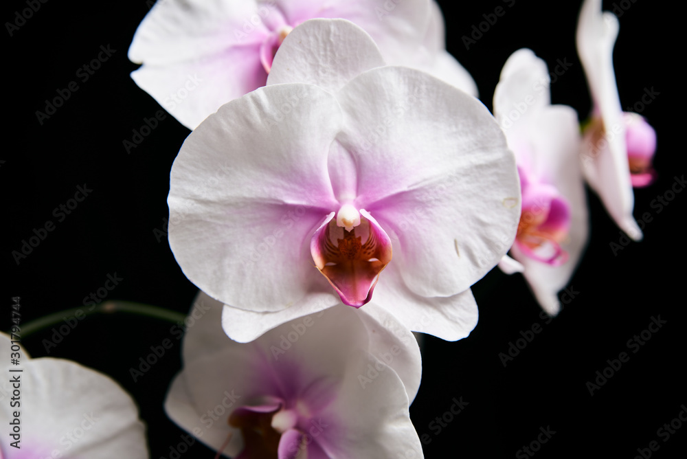 Orchid flower blossom isolated on the black background with copyspase for cards and design. Orchid flower blossom isolated on the black background with copyspase for cards and design.