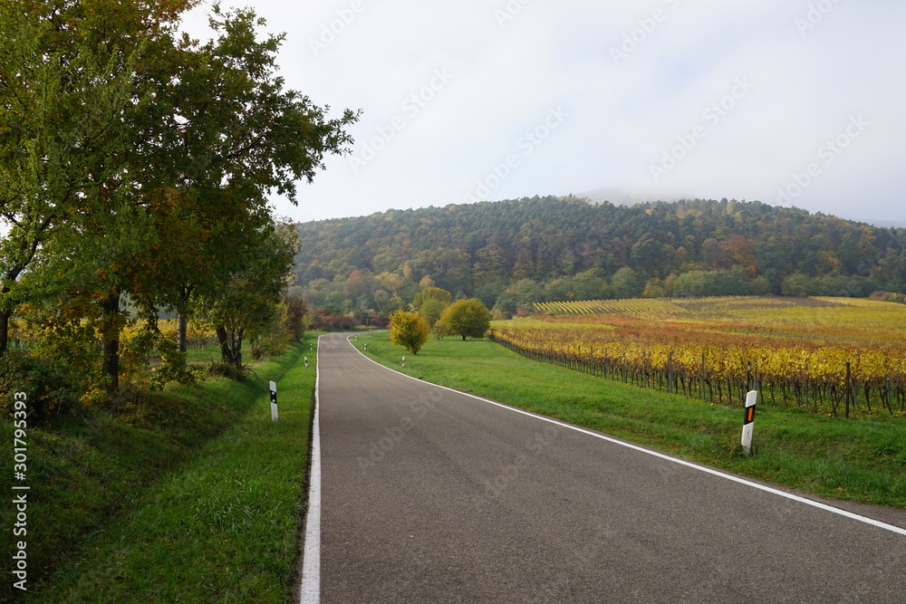 Fototapeta premium Unbefahrene Landstrasse in einer Weinberggegend