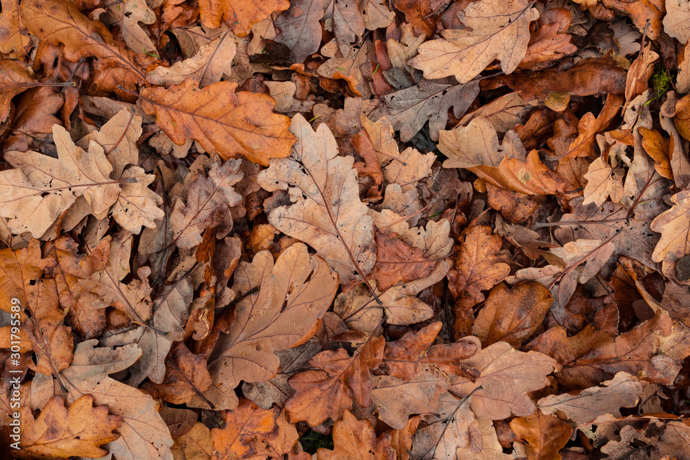 Looking down on vibrant Dry autumn leaves background