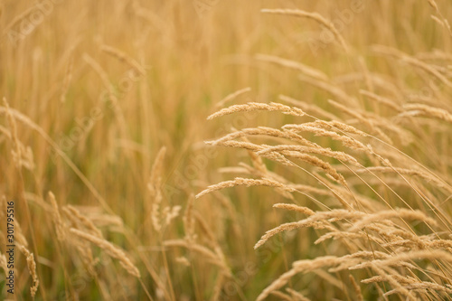 field of tall golden grass