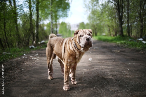 Chinese Shar Pei stands on countryside road © Alexandr
